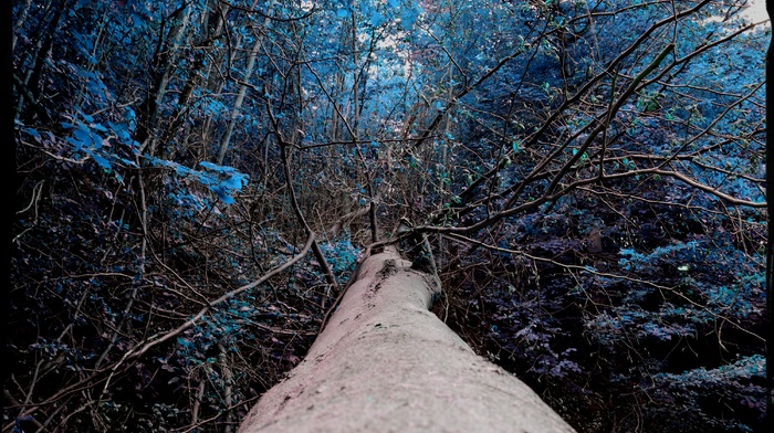 forest, blue, plants, photo manipulation, trees
