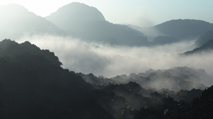 mountain, nature, forest