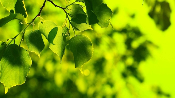 bokeh, nature, leaves, green