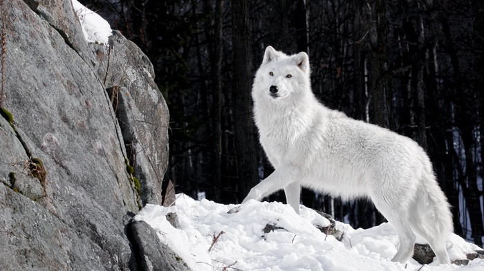 animals, artic wolf