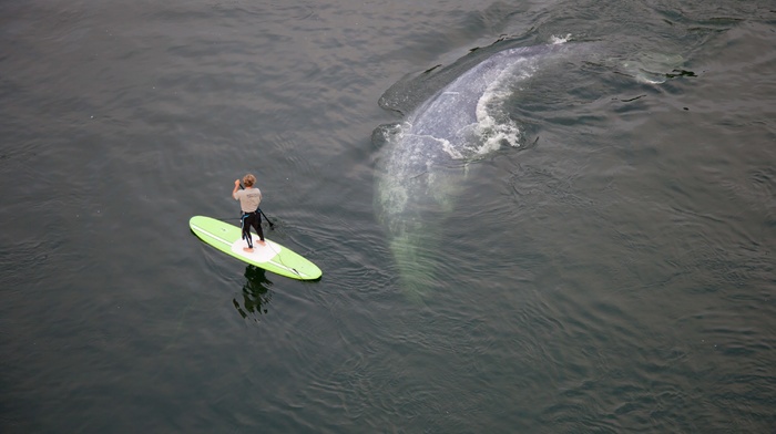 animals, surfers