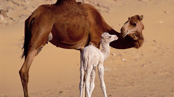 baby animals, sand, animals, camels