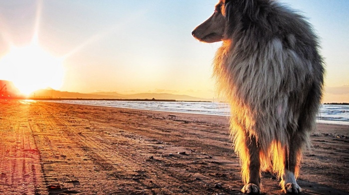 dog, animals, beach, sunset