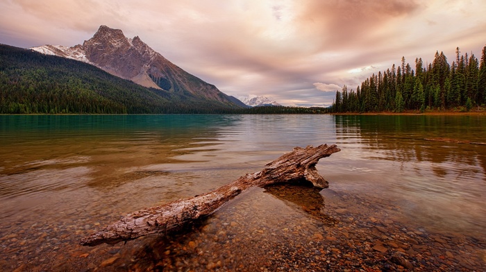 forest, Canada, landscape, lake, trees, dead trees, stones, mountain, water, clouds, snow, nature