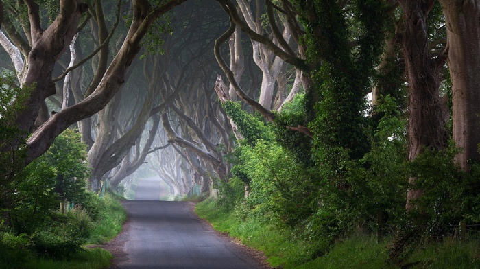 trees, road, landscape, nature