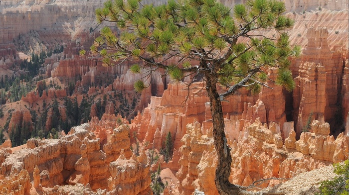 rock, trees, nature, Bryce Canyon National Park, landscape