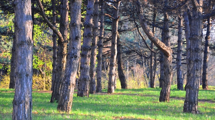 nature, landscape