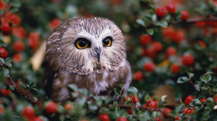 baby animals, owl, depth of field, animals, nature, leaves