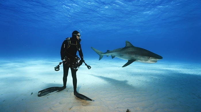 animals, divers, nature, sea, shark, underwater