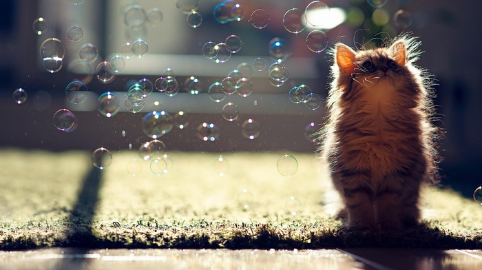 cat, animals, kittens, bubbles, ben torode