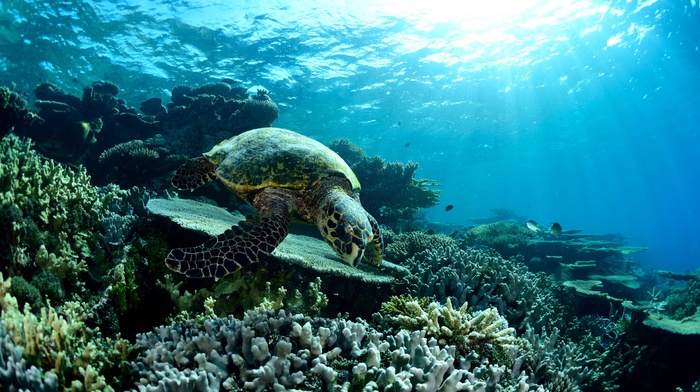 turtle, sea