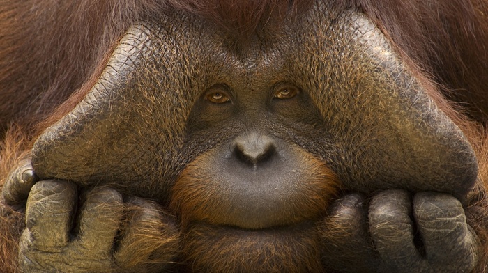 eyes, animals, orangutans, muzzles, nature, hand, sad, closeup, face