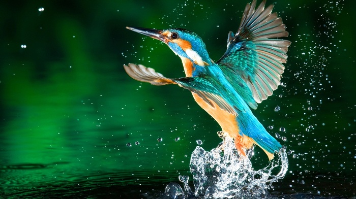 kingfisher, splashes, water, birds