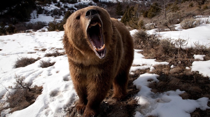 bears, nature, snow, brown bear