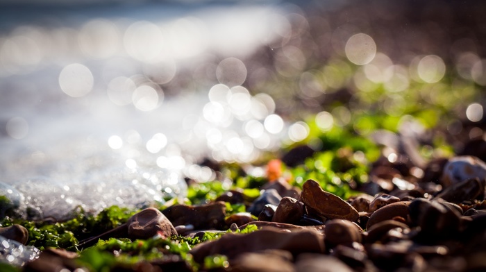 nature, sea, bokeh, depth of field, rock, sunlight, macro, pebbles, tilt shift, seaweed