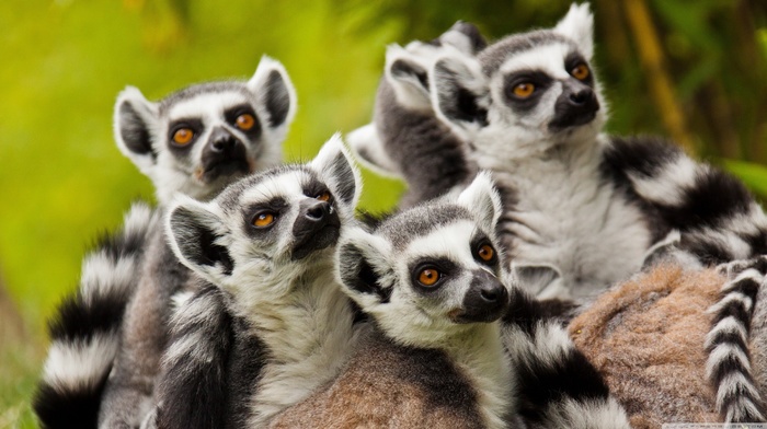 mammals, animals, lemurs, wildlife