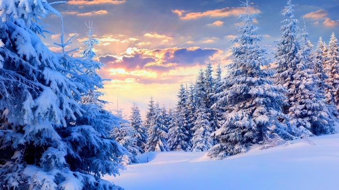 trees, forest, winter, sunset, landscape, nature, snow, pine trees