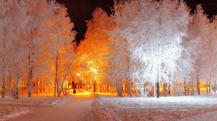 trees, winter, snow