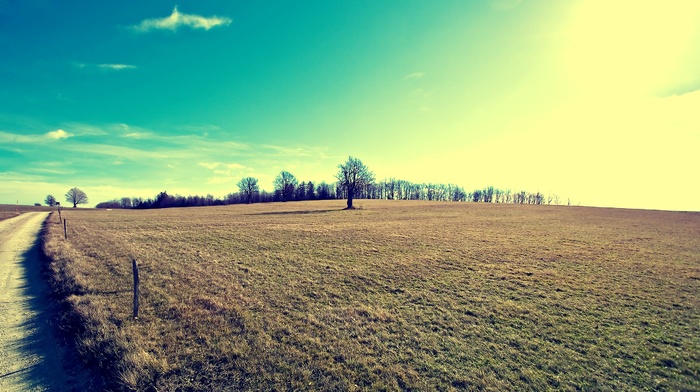 trees, field, landscape, nature, filter, bright