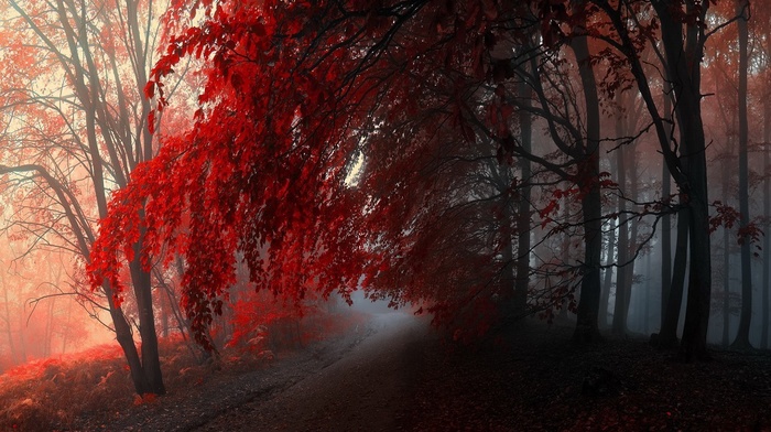 forest, red, nature