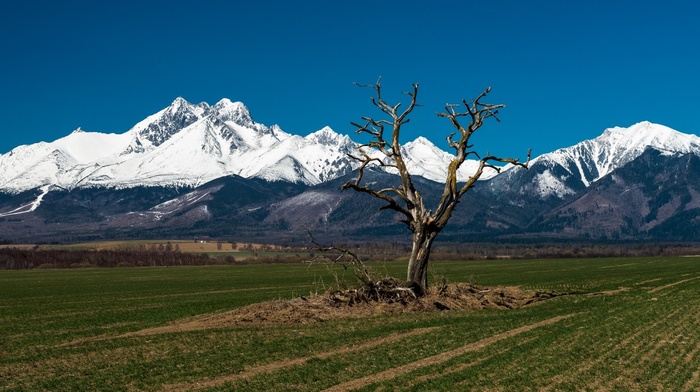 Tatra Mountains, hill, field, landscape, nature, snow, trees, Slovakia, forest