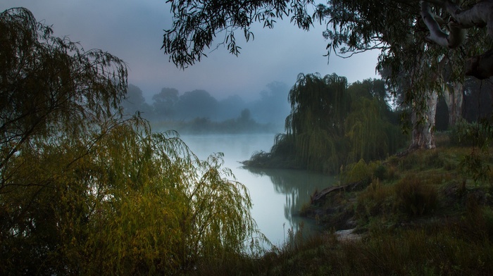 nature, landscape, morning, trees, mist, Australia, forest, lake
