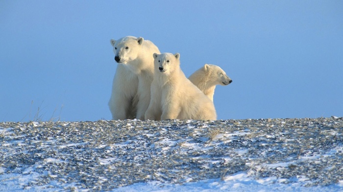 polar bears