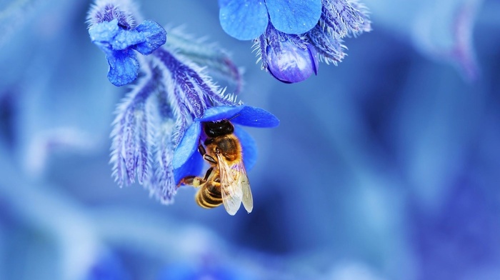 depth of field, blossoms, bees, flowers, nature, macro, blue, wings, insect