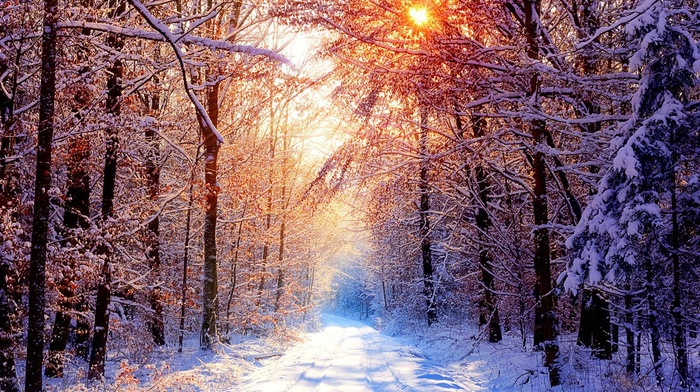 road, winter, nature, ice, landscape, trees