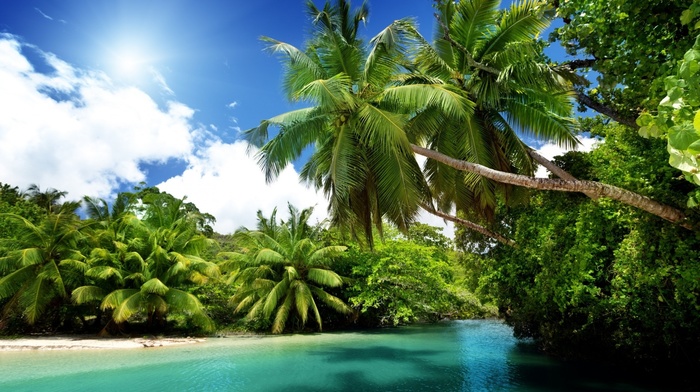 landscape, nature, palm trees