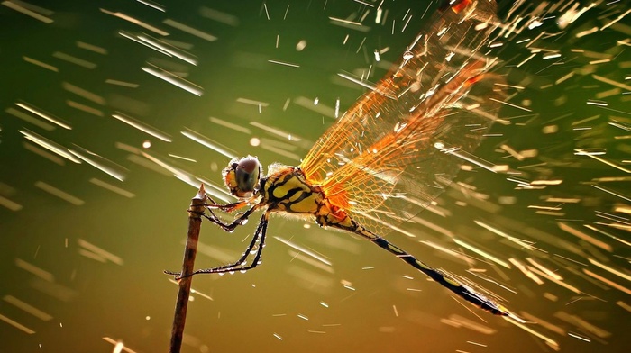 water drops, rain, insect, macro, wildlife, dragonflies, animals