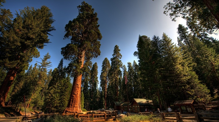 trees, forest, sequoias, nature