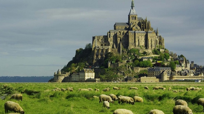 sheep, old building, plains, Mont Saint, Michel, landscape, France, castle, building