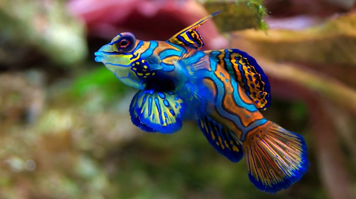 fish, colorful