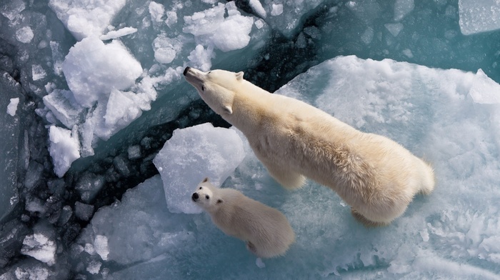 polar bears, ice, bears, animals, baby animals