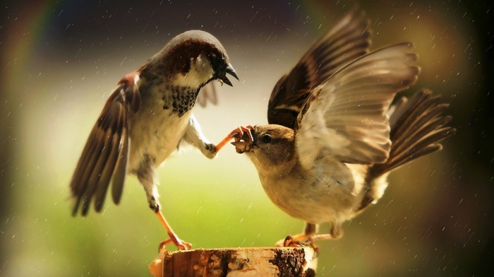 sparrows, birds, rain, humor, rainbows, animals