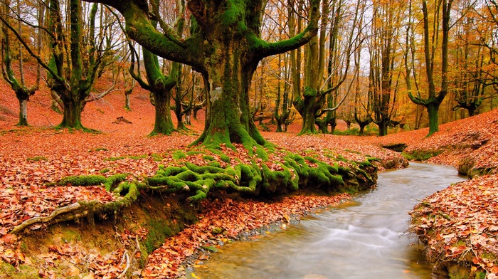 trees, landscape, river, nature