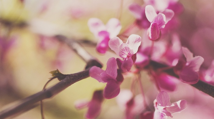 flowers, macro, nature