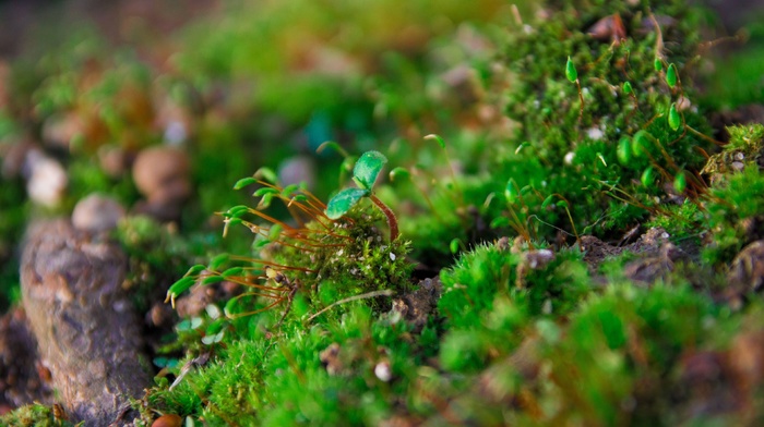 moss, nature, macro