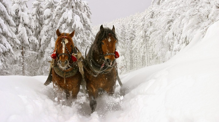 horse, snow