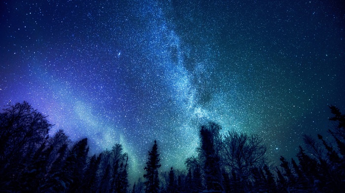 stars, trees, nature, Milky Way