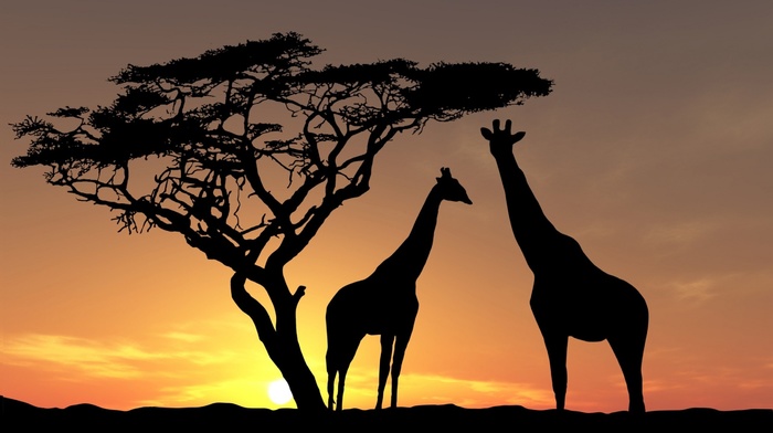 trees, animals, nature, Africa, sunset, giraffes, landscape, clouds, silhouette