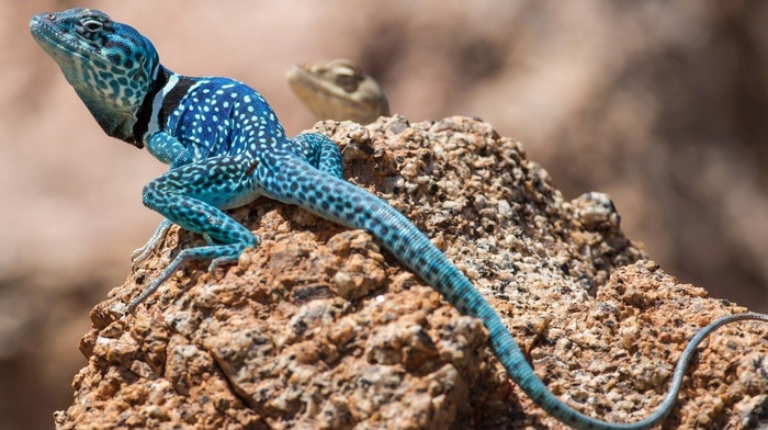 blue, macro, depth of field, lizards, tail, nature, rock, skin, animals