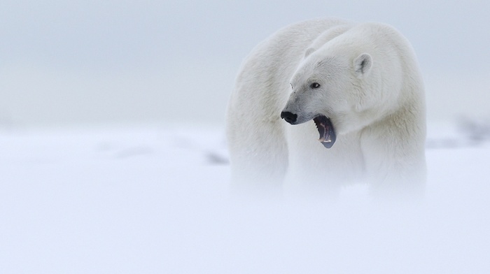 animals, mist, polar bears