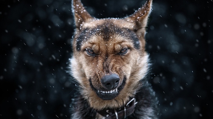 animals, snow