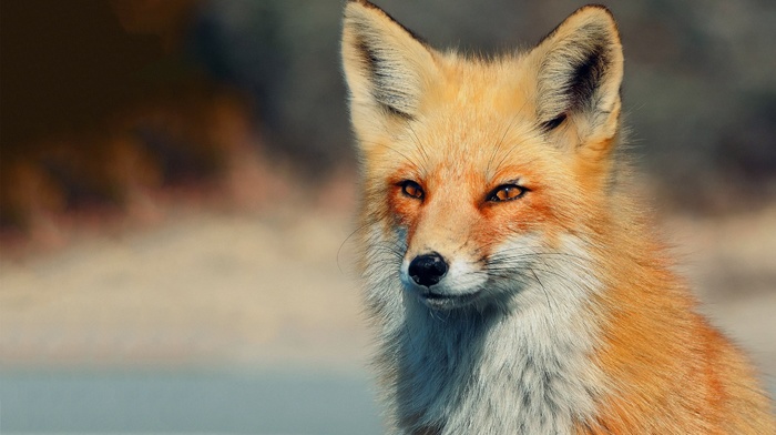 fox, animals