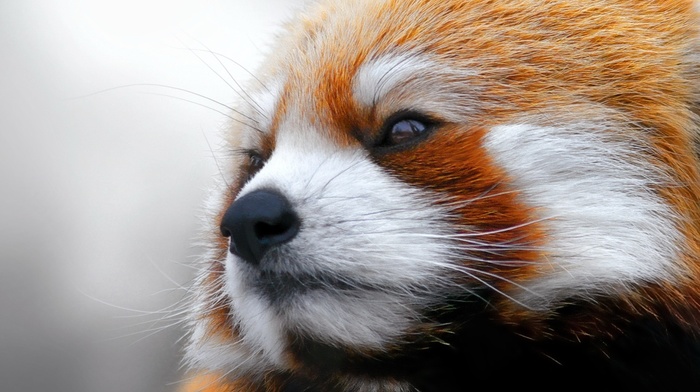 animals, red panda, closeup, face