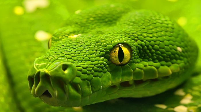 snake, reptile, animals