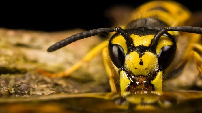 wasps, animals, bees, insect