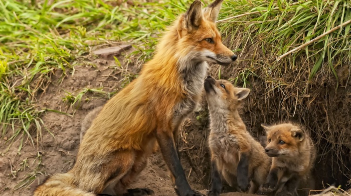 animals, baby animals, fox